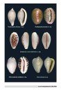 News on Cowries and Related Families