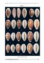 News on Cowries and Related Families