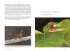 Les Mantodea de Guyane: Insecta, Polyneoptera [The Mantids of French Guiana]