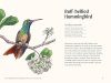 A Little Book of Hummingbirds