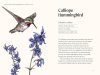 A Little Book of Hummingbirds