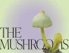 Mushroom Magic