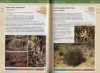 Field Guide to the Plants of Outback South Australia