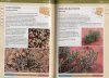 Field Guide to the Plants of Outback South Australia