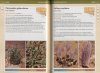 Field Guide to the Plants of Outback South Australia