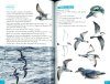 Pocket Guide to Birds of the Antarctic Peninsula, South Georgia and the Falkland Islands