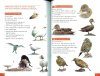 Pocket Guide to Birds of the Antarctic Peninsula, South Georgia and the Falkland Islands
