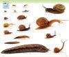 The Handbook of Land Snails [Japanese]