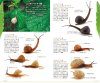 The Handbook of Land Snails [Japanese]