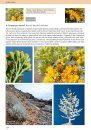 Plant Guide: Geology, Achaeology, Tide Pools, Reptiles, Birds, and Mammals, Channel Islands, California