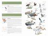 National Geographic Field Guide to the Birds of the United States and Canada
