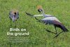 Birds of Serengeti & Ngorongoro Conservation Area