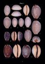 Cowry Shells