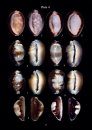 Cowry Shells