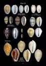 Cowry Shells