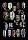 Cowry Shells