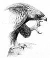 Behavior of the Golden Eagle