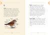 The Birding Dictionary