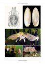 Vita Malacologica, Volume 18: European Fossil and Living Cephalopoda