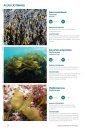 Espécies Marinhas de Portugal [Marine Species of Portugal]