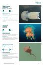 Espécies Marinhas de Portugal [Marine Species of Portugal]