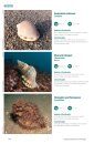 Espécies Marinhas de Portugal [Marine Species of Portugal]