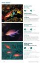 Espécies Marinhas de Portugal [Marine Species of Portugal]