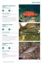 Espécies Marinhas de Portugal [Marine Species of Portugal]