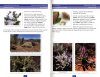Ancient Flora of the Northern Flinders Ranges