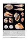 Vita Malacologica, Volume 13: Predator and Prey Interactions