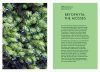 Mosses, Liverworts, and Hornworts of the World
