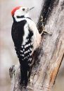Magyarország Harkályai [Woodpeckers of Hungary]