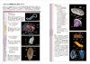 Umiushi no Seitai Kansatsu Zukan [Ecology of Sea Slugs & Nudibranchs Illustrated]