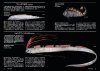 Nihon no Shinkaigyo Zukan [Deep-Sea Fishes of Japan]