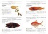 Nihon no Shinkaigyo Zukan [Deep-Sea Fishes of Japan]