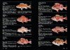 Nihon no Shinkaigyo Zukan [Deep-Sea Fishes of Japan]