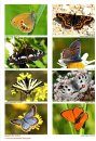 European Butterflies, Issue 8: Spring 2025