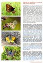 European Butterflies, Issue 8: Spring 2025