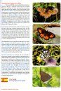 European Butterflies, Issue 8: Spring 2025