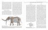 Elephants and Their Fossil Relatives