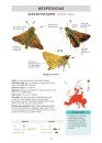 Butterflies of Britain and Western Europe and Their Caterpillars