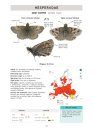 Butterflies of Britain and Western Europe and Their Caterpillars