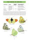 Butterflies of Britain and Western Europe and Their Caterpillars