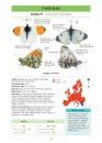 Butterflies of Britain and Western Europe and Their Caterpillars