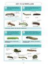 Butterflies of Britain and Western Europe and Their Caterpillars