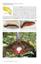 Butterflies & Moths of Costa Rica