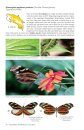 Butterflies & Moths of Costa Rica