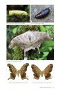 Butterflies & Moths of Costa Rica