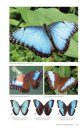 Butterflies & Moths of Costa Rica