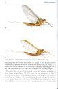 Riverfly Handbook